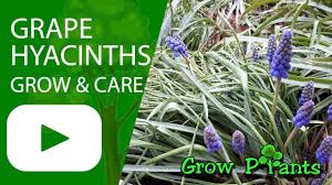 Check spelling or type a new query. Grape Hyacinths Grow Care Muscari Youtube