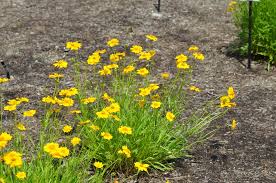 Image result for Cyathula lanceolata