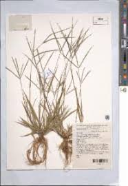 Image result for Digitaria ternata