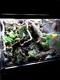 Pin On Vivarium