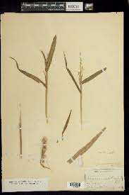 Image result for Urochloa arrecta