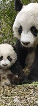 China Panda Bear Baby Panda Bears Cutest Animals On Earth