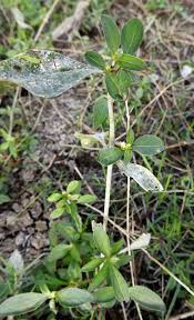 Image result for Nothosaerva brachiata