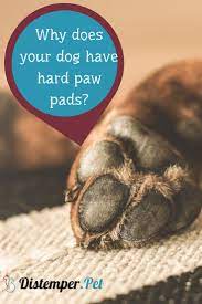 When Paw Pads Become Extra Firm Are Painful To The Touch Or Have Deep Cracks There May Be An Underlying Medical Condition Tha Paw Pads Dog Pads Dog Paw Pads
