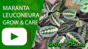 Maybe you would like to learn more about one of these? Euphorbia Diamond Frost Grow Care Youtube