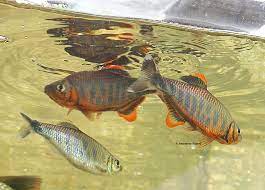 Ardens from the indian state of karnataka, which we can offer just once again. Barilius Ardens Seriously Fish