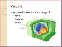 We did not find results for: Cells And Organelles Notes Ppt By April Koch Teachers Pay Teachers