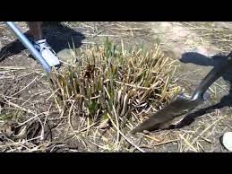Maintaining Ornamental Grasses - Weston Nurseries