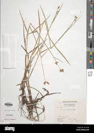 Image result for Fuirena abnormalis