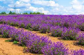 Which usually take up space the size of a hand, are preferred for decoration in many indoor and outdoor places because of easy to. Plants That Thrive In Sandy Soil Lovetoknow Planting In Sandy Soil Sandy Soil High Desert Landscaping