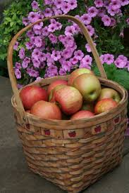 See full list on canr.msu.edu Bees And Apples And My Bumper Crop My Northern Garden