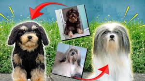 Check out our selection for the very best. Clone Your Pets Custom Plush Toys And Pet Stuffed Animals By Pampanga Teddy Youtube