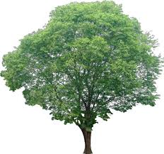 20 Tree Png Images Free Cutouts For Architecture Landscape Interior Renderings Com Imagens Arvore Png Paisagismo Vegetacao