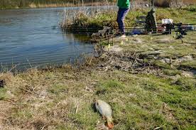 Solzii sunt mici si lipsesc complet de la cap pana la inceputul inotatoarei dorsale. Pescuit La Crap Si Caras PrimÄƒvara Pe Balta CÄƒmineasca Balta CÄƒmineasca