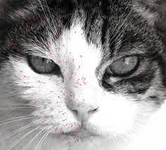 The idea for this drawing lesson came from an image i seen in my neck of the woods. Pin By Red Specs On Personal Cat Face Drawing Cat Art Painting Cat Painting