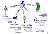 Panhypopituitarism Endocrine System Endocrine Addisons Disease
