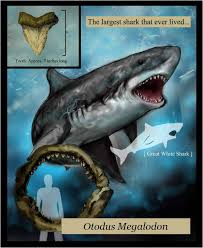 | great white shark tooth. Georgia S State Fossil Shark Teeth Exploring Georgia S Fossil Record Our History Of Paleontology