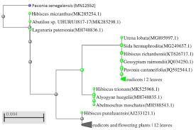 Image result for Pavonia senegalensis