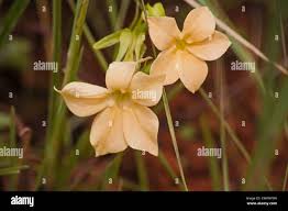 Image result for Sebaea sedoides