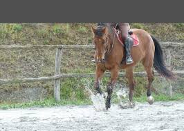 Infos critiques (0) citations (1) forum. Promotion Debutants 2019 2020 Venez Apprendre A Monter A Cheval Sans Vous Ruiner