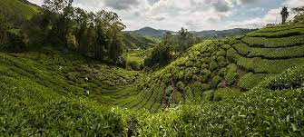 Morning @ cameron highland, malaysia. Travel Guide To The Cameron Highlands A Friend You Need During Your Trip