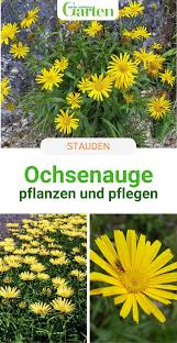 Das Ochsenauge Sommerbluher Aus Den Bergen In 2020 Pflanzen Stauden Ochsenaugen