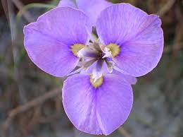 Image result for Moraea elliotii