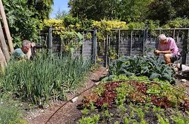 We did not find results for: No Dig Gardening Charles Dowding Joe Gardener
