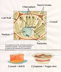It makes the cell rigid and strong. Animal Cell And Plant Cell Forestrypedia