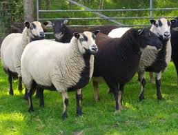 Badger Face Welsh Mountain Mit Bildern Schafrassen Alpakas Ausgestopftes Tier
