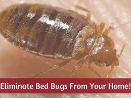 Unfortunately, these insects have become extremely resistant to insecticides. 12 Easy Diy Ways To Get Rid Of Bed Bugs Quickly A Killer Guide Dengarden