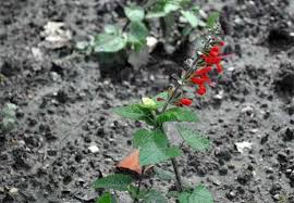Cannabis,pilze und azteken salbei die mittelalterliche medizin boomt! Die Wichtigsten Salbeiarten Vorgestellt