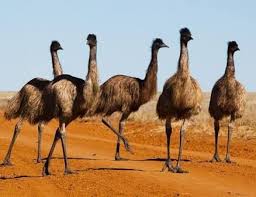 Image Result For Emu Bird Emu Bird Australian Birds Emu