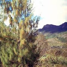 Image result for Casuarina verticillata