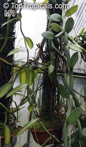 Image result for Vanilla imperialis