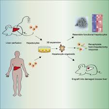 Ito cells function in the uptake, storage and maintenance of vitamin a (retinol), as well. Long Term Expansion Of Functional Mouse And Human Hepatocytes As 3d Organoids Sciencedirect