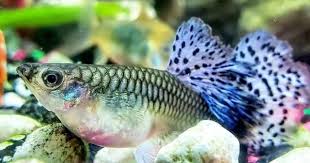 Guppy World On Instagram Purple Female Petsofinstagram Pet Pets Fish Fishing Tropicalfish Aquarium Guppiesofinstagram Pet Shrimp Fish Pet Fish