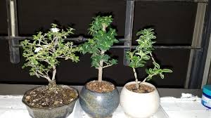 You will find this plant often used to make topiaries and its showy. Here S Part Of My Very Small Collection Of Bonsai If Anyone Could Help Me Identify Their Ages I Ll Name Them From Left To Right Pink Serissa Dwarf Pagoda Japanese Holly And A