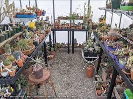 Poot's cactus nursery 17229 e. Serious Cactus Collector Seriously Large Greenhouse