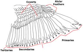 bird feather types anatomy molting growth and color