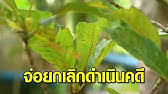 ยกเลิก พืชกระท่อม จากการเป็นยาเสพติดให้โทษในประเภท 5 06:49 | 27 พฤษภาคม 2564 | 3,167 รูปข่าว : Dkr2hke12cohum
