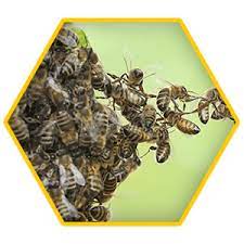 There have been more than 21,000 new cases reported in the past week, or about 3,000 each day on average. Bee Busters Orange County Bee Removal Services Bee Removal In Oc Bee Hive Removal Laguna Beach Laguna Hills Ca Bee Removal Wasp Extermination