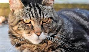 Maybe you would like to learn more about one of these? Help Plymouth Animal Shelter Fund Tlc For Its Oaps The Devon Daily