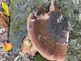 Image result for Ischnoderma resinosum