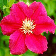 Maybe you would like to learn more about one of these? Clematis Waldrebe Ernest Markham Lubera De