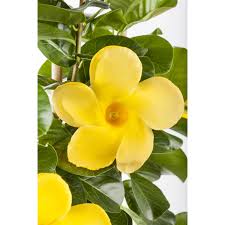 Image result for dipladenie žlutá obrázek