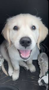 Are happy tinkles normal in puppies and do they grow out of them?