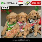 مصر القاهرة للبيع جراوي جولدن ريتريفير بيور دباديب مطعمين ومفطومين جمجمة كبيرة و جسم ضخم دباديب عضلات الوانات شيكولت وجولدن لو dogs golden retriever animals
