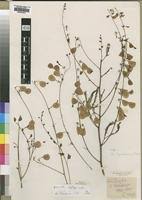 Image result for Aeschynomene nyassana