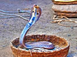Les 20 Serpents Les Plus Venimeux Et Mortels 2tout2rien Ils peuvent être divisés en deux groupes distincts, le groupe du nouveau monde et le groupe de l'ancien monde. les 20 serpents les plus venimeux et